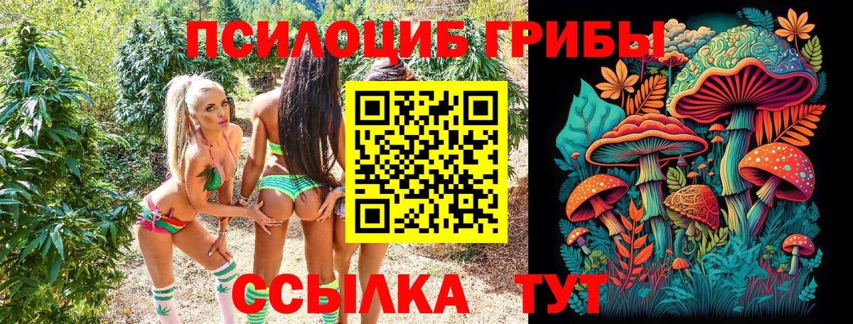 Галлюциногенные грибы Psilocybine cubensis Можайск